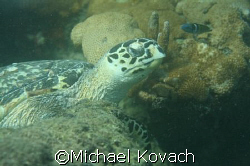 Turtle in reef close to beach at Lauderdale by the Sea by Michael Kovach 